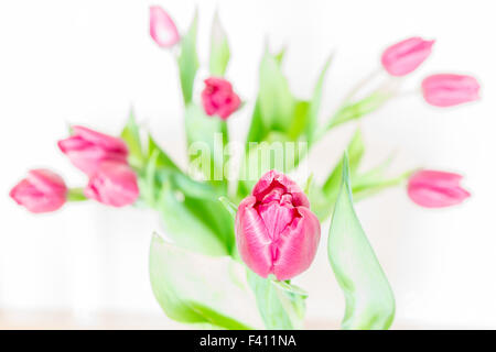 Tulipani rossi Foto Stock