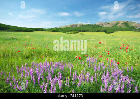 La molla prato in prato. Splendidi paesaggi. Foto Stock