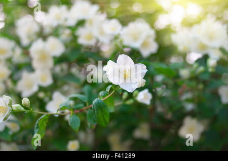 Fiori di gelsomino. Composizione della natura. Foto Stock