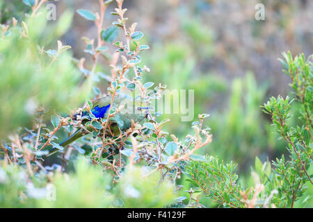 Il Blue-winged Parrot (Neophema chrysostoma) in Sud Australia Foto Stock