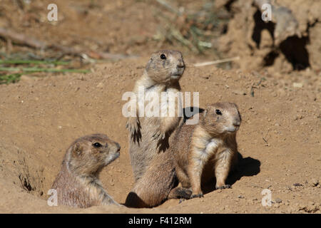 Nero-tailed i cani della prateria Foto Stock