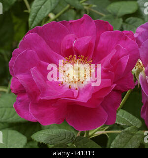 Rosa gallica, rosa gallica, Francese Rose Foto Stock