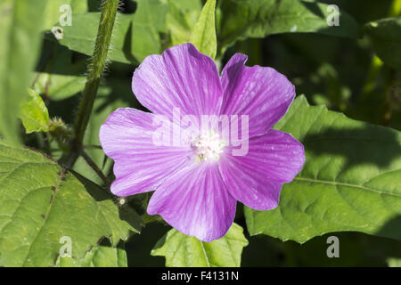 Anoda cristata, spronato Anoda, Crested Anoda Foto Stock
