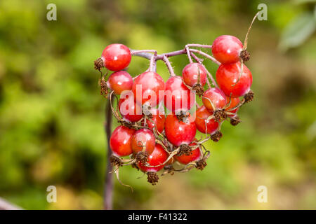 Rosa glauca, Redleaf rosa con rosa canina Foto Stock