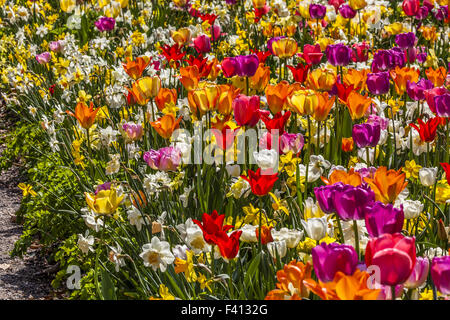 Campo di tulipani in Bassa Sassonia, Germania Foto Stock