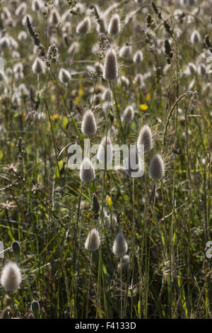 Lagurus ovatus, Harestail erba, bunnytail Foto Stock