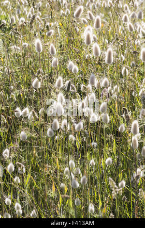 Lagurus ovatus, Harestail erba, bunnytail Foto Stock