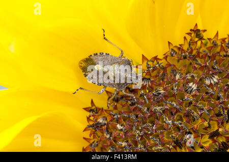 Dolycoris baccarum, Sloe bug dalla Germania Foto Stock