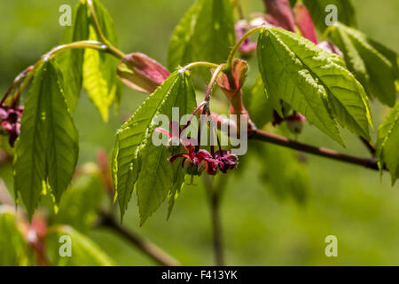 Vite Acero Acer circinatum in primavera Foto Stock