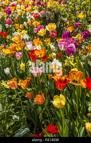 Campo di tulipani in Bassa Sassonia, Germania Foto Stock