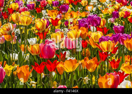 Campo di tulipani in Bassa Sassonia, Germania Foto Stock