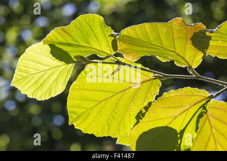 Hamamelis x intermedia, ibrido amamelide Foto Stock