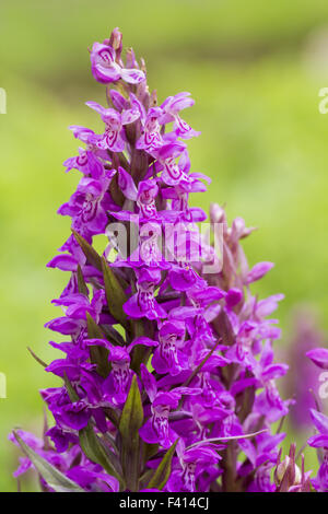 Dactylorhiza majalis, Western marsh orchid Foto Stock