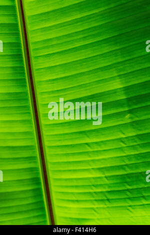 Albero di Banana Leaf; Hawai'i Tropicale Giardino Botanico Nature Preserve; grande isola, Hawaii, STATI UNITI D'AMERICA Foto Stock
