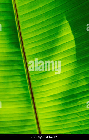 Albero di Banana Leaf; Hawai'i Tropicale Giardino Botanico Nature Preserve; grande isola, Hawaii, STATI UNITI D'AMERICA Foto Stock