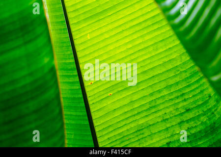Albero di Banana Leaf; Hawai'i Tropicale Giardino Botanico Nature Preserve; grande isola, Hawaii, STATI UNITI D'AMERICA Foto Stock
