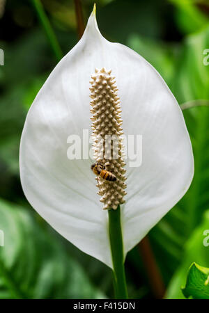 Honeybee (Apis mellifera) su un giglio di pace; spathe flower;; Araceae Spathiphyllum sp.; Hawai'i Tropicale Giardino Botanico Foto Stock