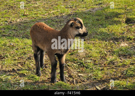 Delle pecore del Cameroun Foto Stock