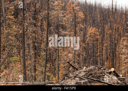 Legname bruciato dopo un incendio di foresta nel Parco Nazionale di Jasper, montagne rocciose, Alberta, Canada, America del Nord. Foto Stock