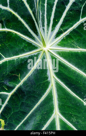 Foglie di un albero di Jackfruit; Artocarpus heterophyllus; Moraceae; l'albero del pane; Hawai'i Tropicale Giardino Botanico Nature Preserve Foto Stock