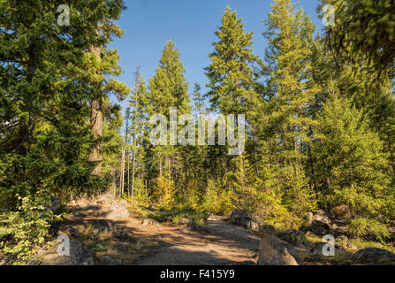 Sentiero panoramico che conduce a Spahats Creek Falls, chiamato anche Spahats Falls, Grey Parco Provinciale, British Columbia, Canada. Foto Stock