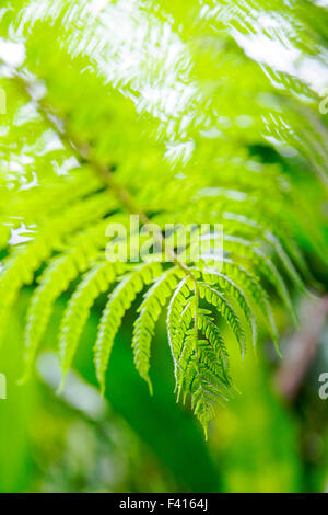 Close-up dettaglio di delicati fern; Hawai'i Tropicale Giardino Botanico Nature Preserve; grande isola, Hawaii, STATI UNITI D'AMERICA Foto Stock