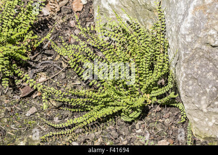 Asplenium trichomanes, Maidenhair Spleenwort Foto Stock