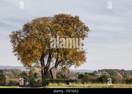 Ippocastano albero in maggio, Germania Foto Stock