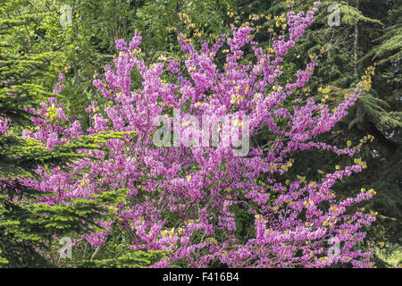 Cercis siliquastrum, albero di Giuda in primavera Foto Stock