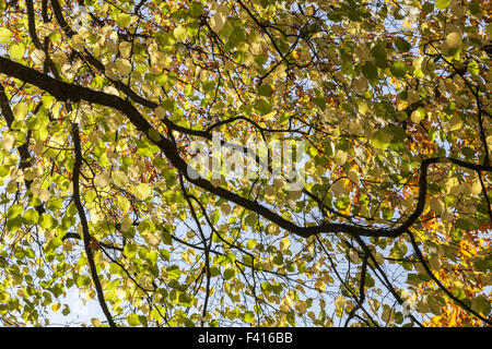 Corylus colurna, nocciole turche in autunno Foto Stock