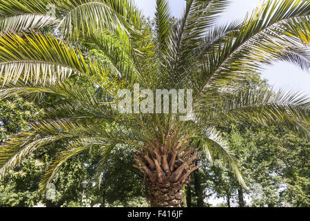 Phoenix canariensis, Isola Canarie data palm Foto Stock