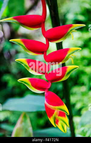 Millefiori, appeso Lobster Claw, Heliconia Rostrata, Heliconiaceae, Hawai'i Tropicale Giardino Botanico Nature Preserve; Hawaii Foto Stock