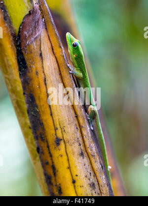 Madagascar giorno gecko; Phelsuma madagascariensis madagascariensis; Hawai'i Tropicale Giardino Botanico Nature Preserve; Big Island Foto Stock