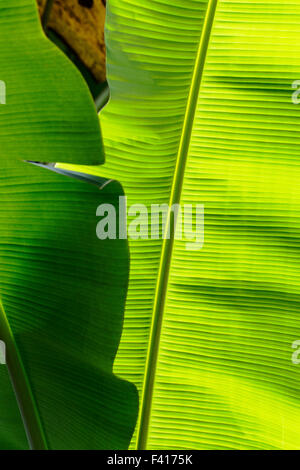 Albero di Banana Leaf; Hawai'i Tropicale Giardino Botanico Nature Preserve; grande isola, Hawaii, STATI UNITI D'AMERICA Foto Stock