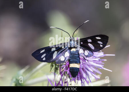 Syntomis phegea, nove-spotted tignola dall Italia Foto Stock