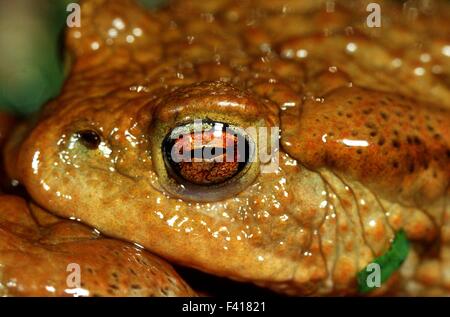 Toad; rospi; golden occhio; occhio; Foto Stock