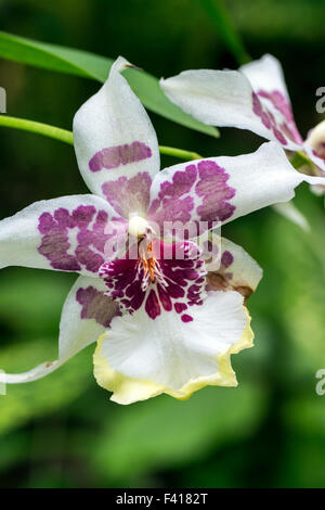 Orchid; Orchidaceae; Hawai'i Tropicale Giardino Botanico Nature Preserve; grande isola, Hawaii, STATI UNITI D'AMERICA Foto Stock