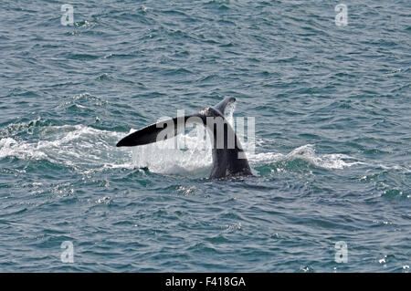 Southern Right Whale Foto Stock