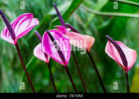 Anthurium andraeanum; Anthurium; Araceae; Flamingo-lily; Flamingo fiore; cerata-fiore; fiore di coda Foto Stock