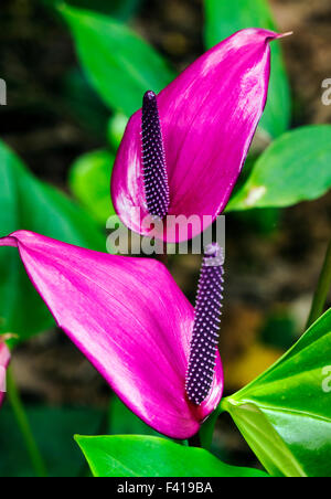 Anthurium andraeanum; Anthurium; Araceae; Flamingo-lily; Flamingo fiore; cerata-fiore; fiore di coda Foto Stock