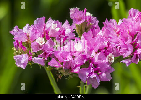 Limonium sinuatum, Wavyleaf sea-lavanda Foto Stock