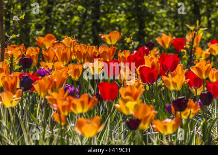 Campo di tulipani in Bassa Sassonia, Germania Foto Stock