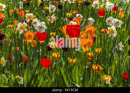 Campo di tulipani in Bassa Sassonia, Germania Foto Stock