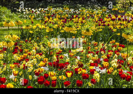Campo di tulipani in Bassa Sassonia, Germania Foto Stock