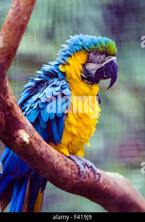 Pappagallo colorato, Hawai'i Tropicale Giardino Botanico Nature Preserve; grande isola, Hawaii, STATI UNITI D'AMERICA Foto Stock