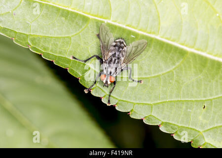 Sarcophaga carnaria, comune carne fly Foto Stock