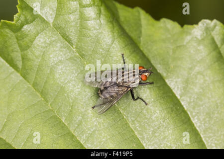 Sarcophaga carnaria, comune carne fly Foto Stock