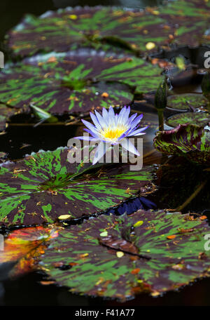 Giglio di acqua; Nymphaeaceae; Hawai'i Tropicale Giardino Botanico Nature Preserve; grande isola, Hawaii, STATI UNITI D'AMERICA Foto Stock