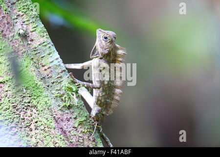 Angolo Bornean capo-Lizard (Gonocephalus bornensis) in Borneo Foto Stock