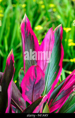 Ti pianta; Cordyline fruticosa; Hawai'i Tropicale Giardino Botanico Nature Preserve; grande isola, Hawaii, STATI UNITI D'AMERICA Foto Stock